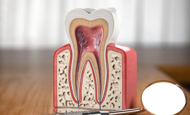 Anatomical tooth model displaying internal structure including pulp chamber, dentin, and root canal on wooden surface.